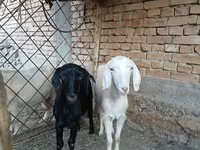 Cabra, Cabras — foto 4