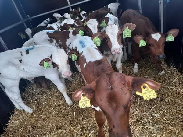सांड, Simmental cattle