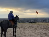 公马, Hanoverian — 照片 2