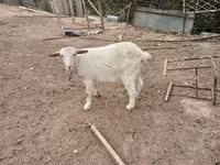 Ziege, Saanen goat — Foto 3