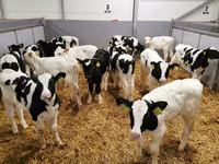 Cow, Russian Black pied cattle — photo 4