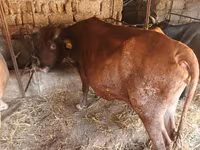 Kuh, Wilder Yak — Foto 7