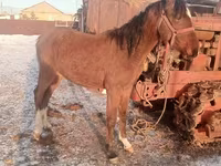 حصان, Thoroughbred horse — الصورة 2