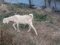 تيس, Beetal goats — الصورة 3