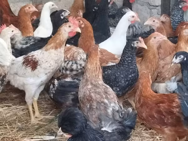 Chickens