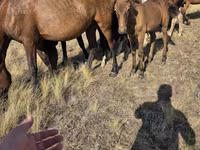 Yegua, Kazakh horse — foto 3