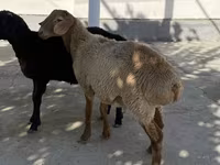 Ram, Sheep — photo 3