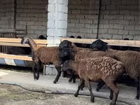 公羊, Sheep — 照片 3