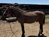 Caballo, Kazakh horse — foto 6