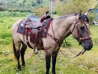 Horse (M), Alter Real — photo 1