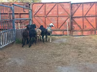 Widder, Hissar sheep — Foto 3