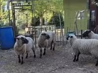 Ram, Shroshire sheep — photo 5