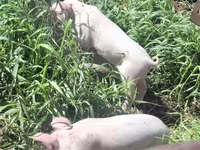 Schweine (Partie, Geschlecht nicht angegeben), Ландрас — Foto 4