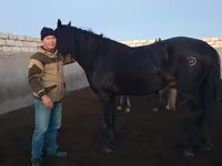 Hengst, Kushum Horse — Foto 1