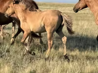 Hengst, Bashkir horse — Foto 7