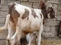 Cattle (batch, sex not specified), Cattle — photo 1