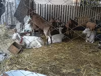 Cabra, Saanen goat — foto 3