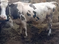 Cattle (batch, sex not specified), Russian Black pied cattle — photo 4