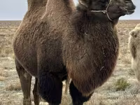 إبل (دفعة، الجنس غير محدد), Kazakh Bactrian camel — الصورة 2