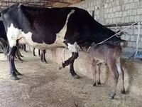 بقرة, Russian Black pied cattle — الصورة 3