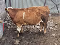 ثور, Simmental cattle — الصورة 2