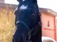 حصان, Thoroughbred horse — الصورة 2