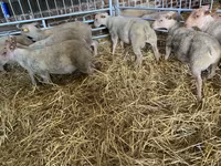 Sheep, Charollais sheep — photo 2