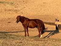 Yegua, Mugalzhar horse — foto 5