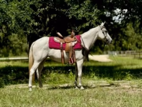 Mare, Quarter Horse