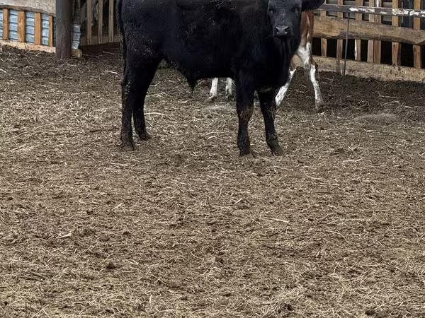 Bulle, Aberdeen-Angus