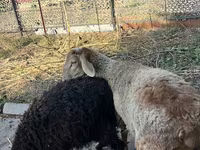 Ram, Hissar sheep — photo 1