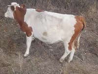 गाय, Simmental cattle — फ़ोटो 2