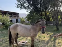 Caballo, Tiger horse — foto 5