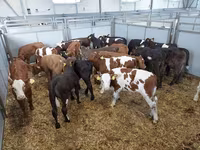 Cow, Russian Black pied cattle — photo 1