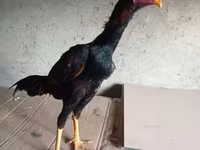Chickens — photo 7