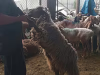 كبش, الأغنام — الصورة 2