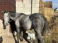 Hengst, Orlov Trotter — Foto 3