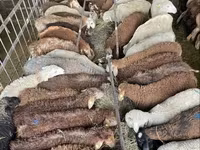 Schaf, Krasnoyarsk sheep — Foto 7