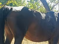 فرس, Kyrgyz Horse — الصورة 2