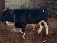 公牛, Cattle — 照片 2