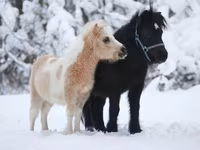 公马, American shetland pony — 照片 5