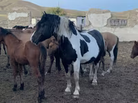 公马, Mugalzhar horse — 照片 3