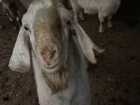 Ziege, Ziegen — Foto 3