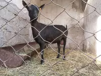 عنزة, Murcia-Granada goats — الصورة 5