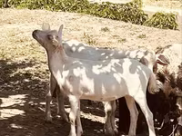 تيس, Alpine goat — الصورة 3
