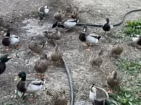 Ducks — Foto 1