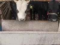 ثور, Russian Black pied cattle — الصورة 4