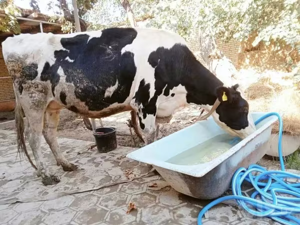 牛只（批次，未指定性别）, Russian Black pied cattle