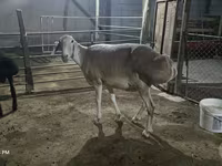 Sheep, Afghan Arabi sheep — photo 2