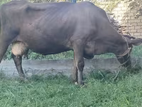 Vaca, Swiss cattle — foto 2